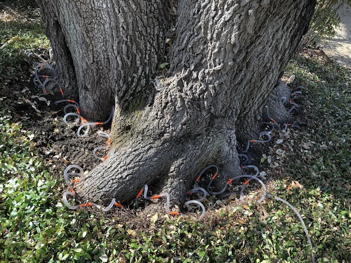 Detailed Tree Cabling and Bracing job site in Westhoff