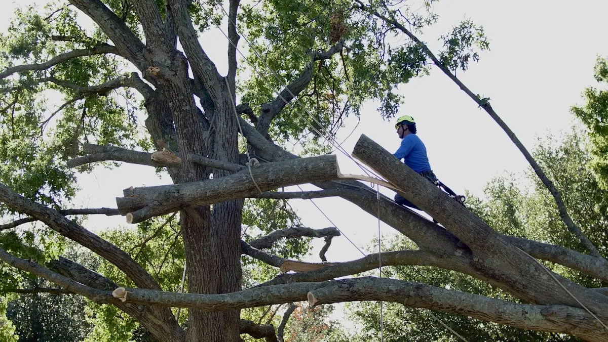Professional Hazardous Tree Removal performed by certified arborists in Westhoff