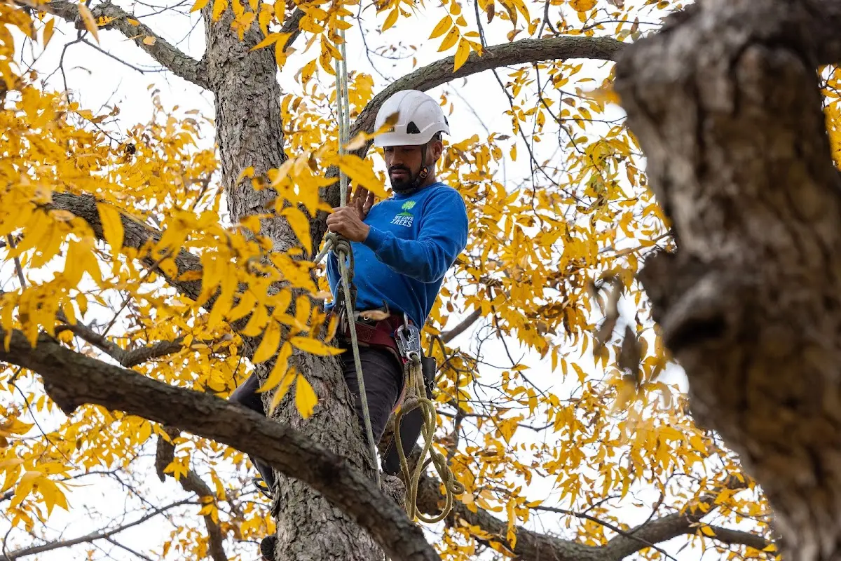 Skilled Emergency Tree Service crew working in Westhoff