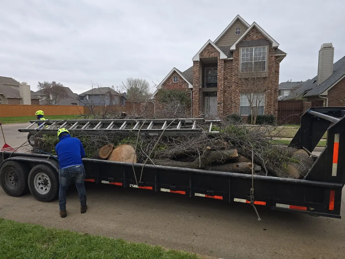 Expert Tree Removal with proper safety equipment in Westhoff